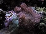 Close up of my mushroom coral