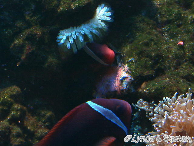 Tomato Crown spawning