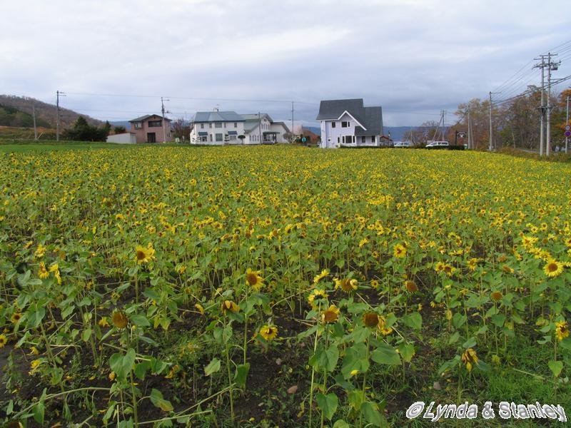 Sunflower (向日葵)