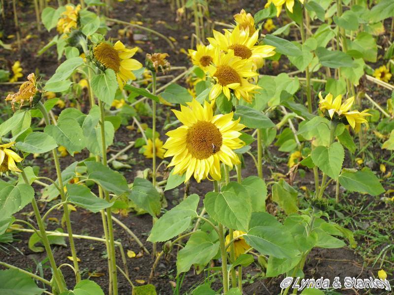 Sunflower (向日葵)