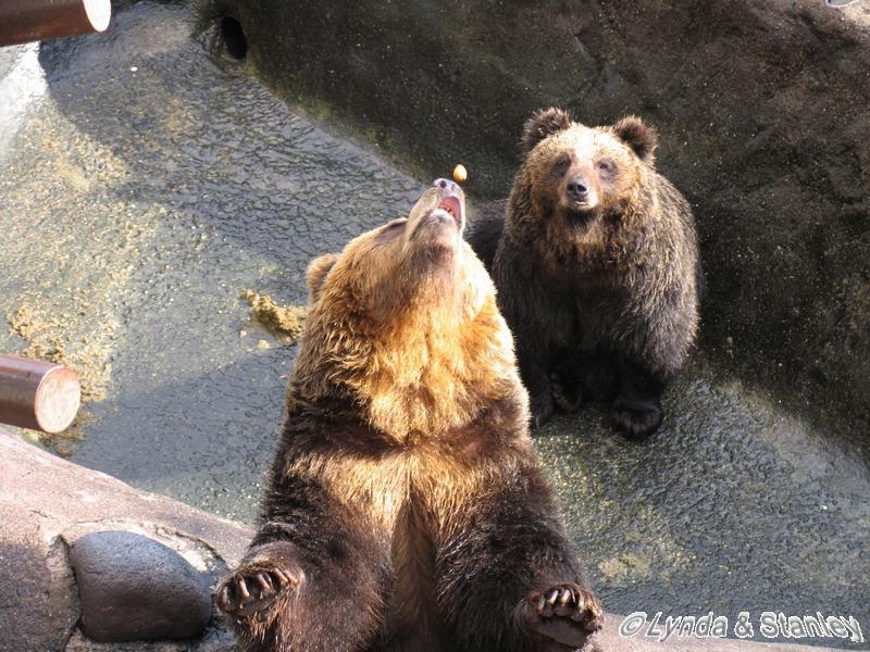 Feeding the bear