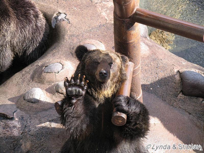 Feeding the bear