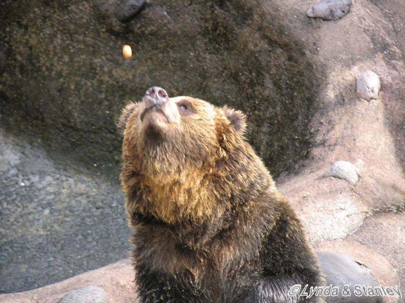 Feeding the bear