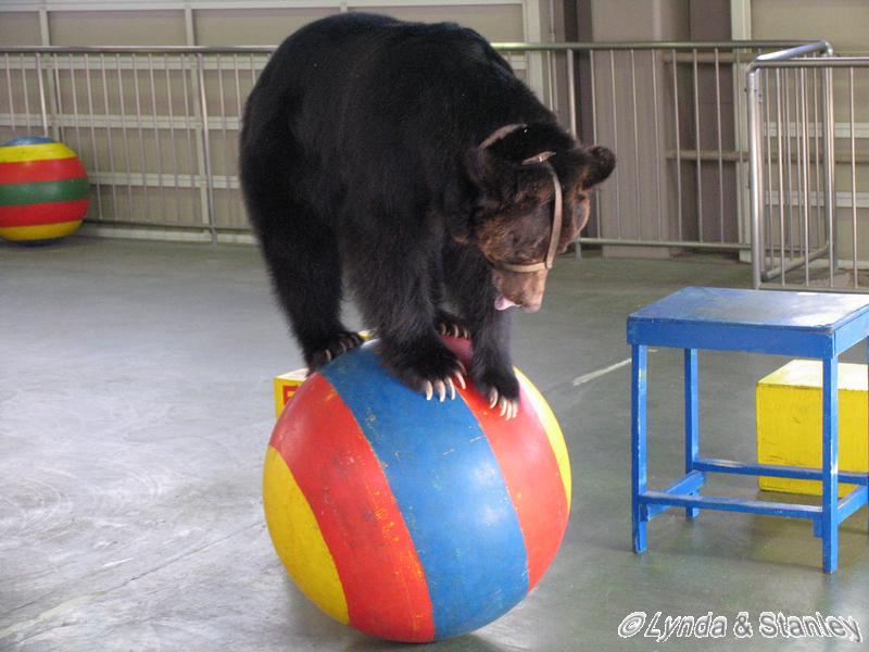 Bear show