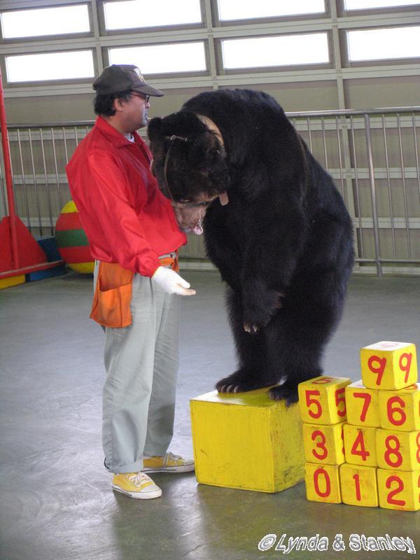 Bear show