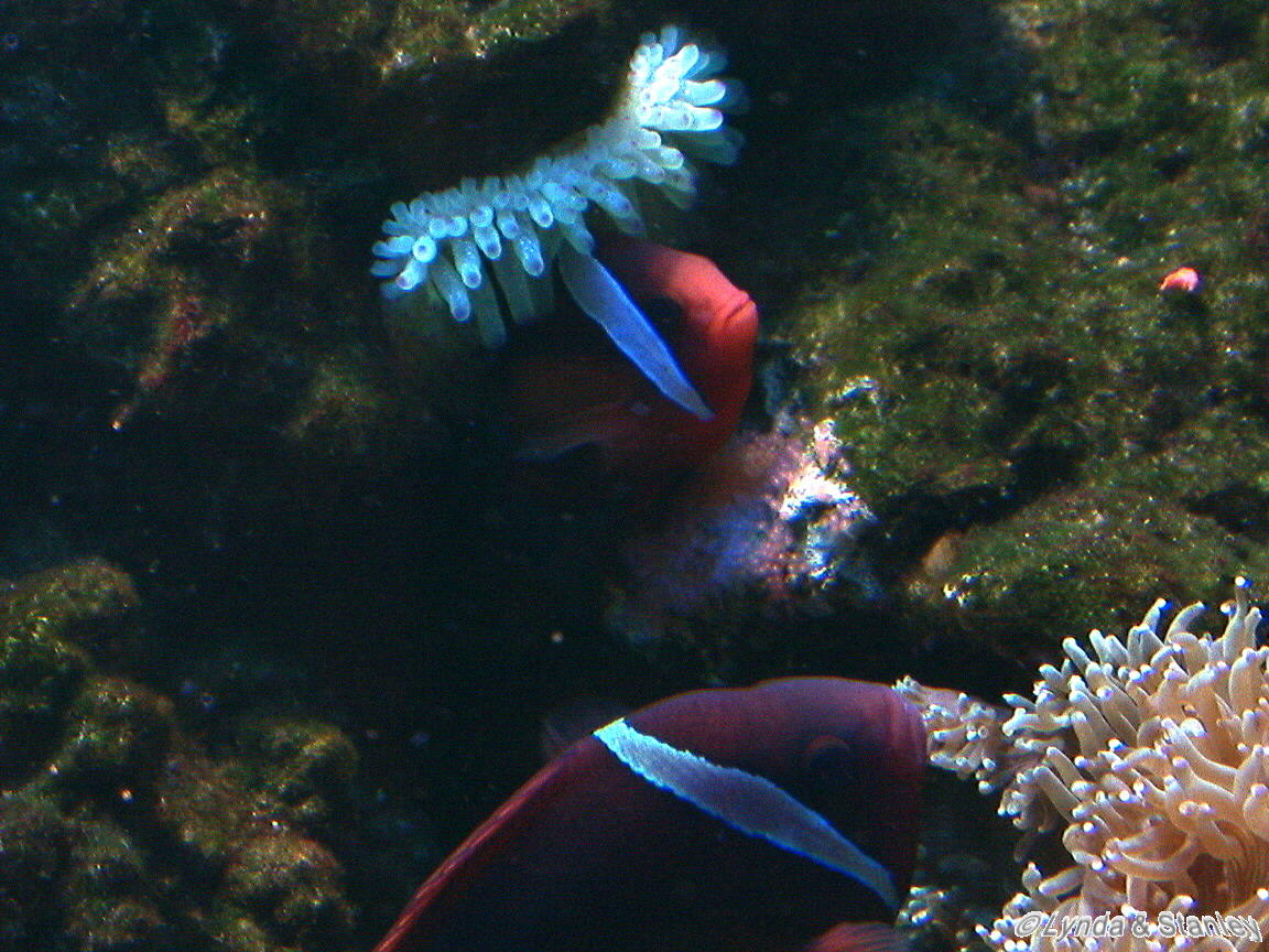 Tomato Crown spawning