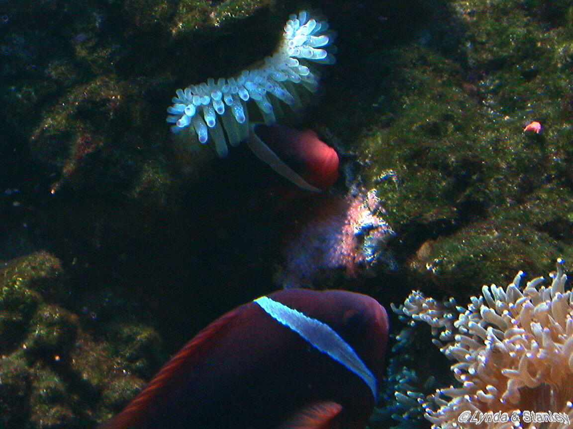 Tomato Crown spawning