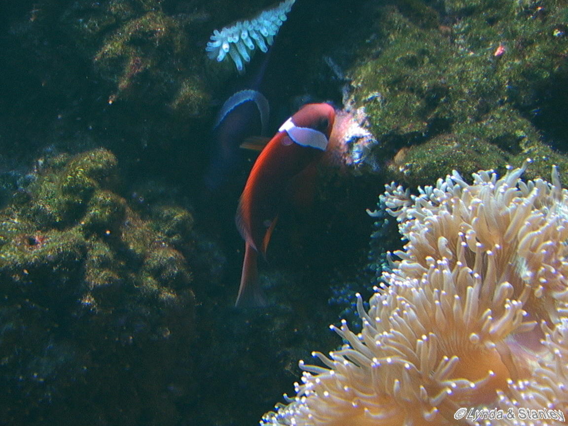 Tomato Crown spawning