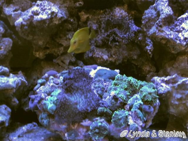 Yellow tang w/ mushroom coral