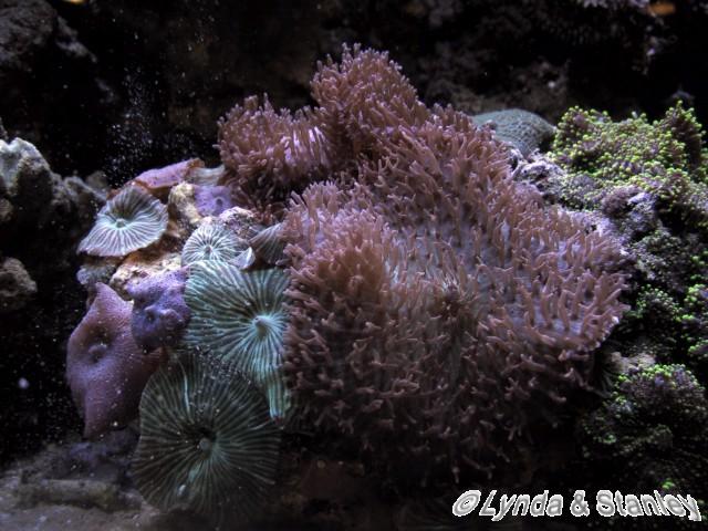 Close up of my mushroom coral