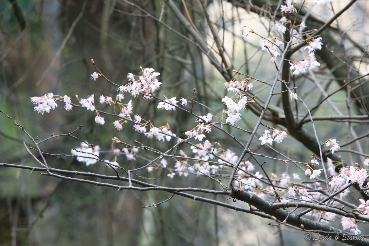 天波府