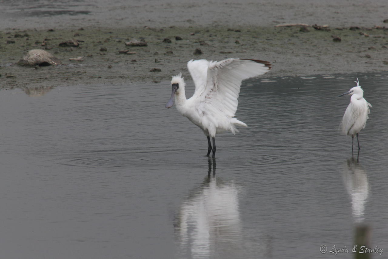 黑臉琵鷺(Black-faced Spoonbill),小白鷺(Little Egret)