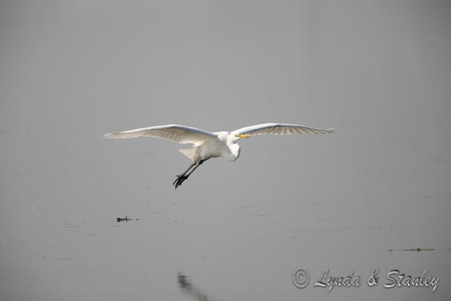大白鷺 Great Egret