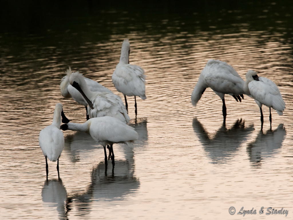 黑臉琵鷺(Black-faced Spoonbill)