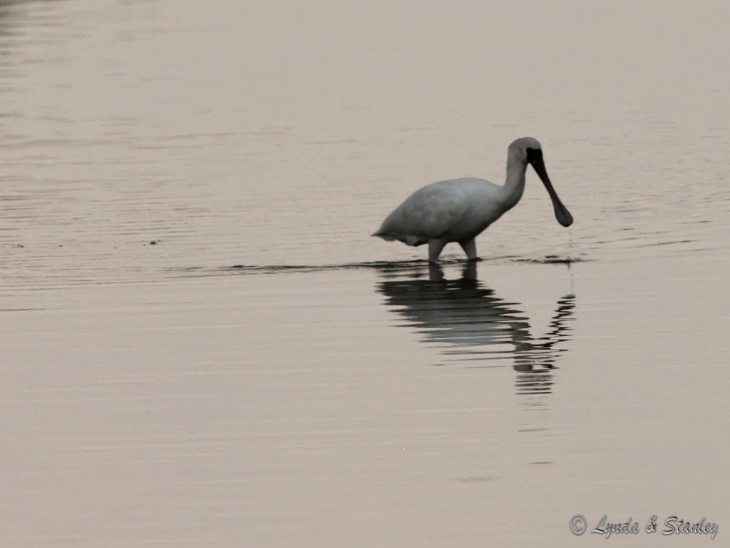 黑臉琵鷺 Black-faced Spoonbill