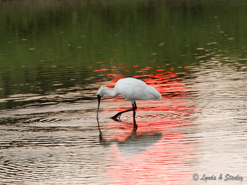 黑臉琵鷺 Black-faced Spoonbill