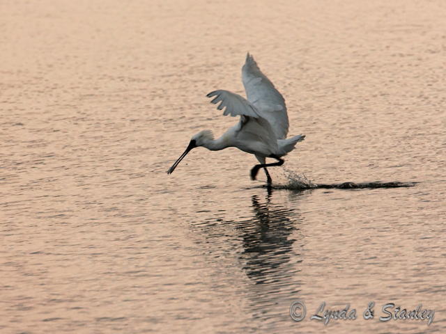 黑臉琵鷺 Black-faced Spoonbill