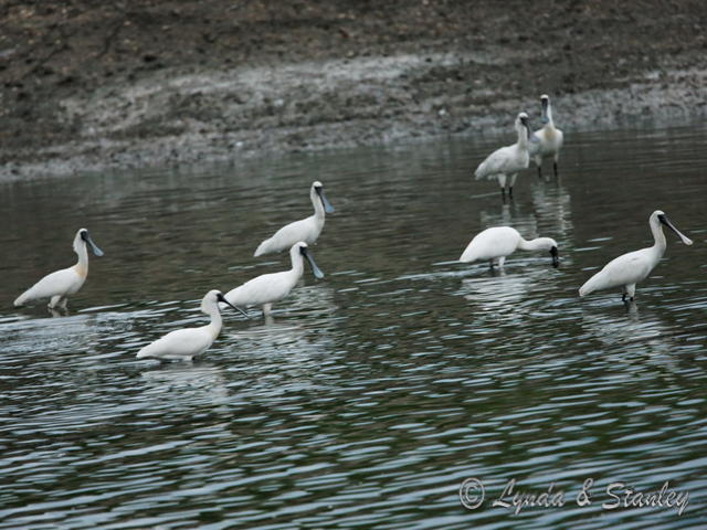 黑臉琵鷺 Black-faced Spoonbill