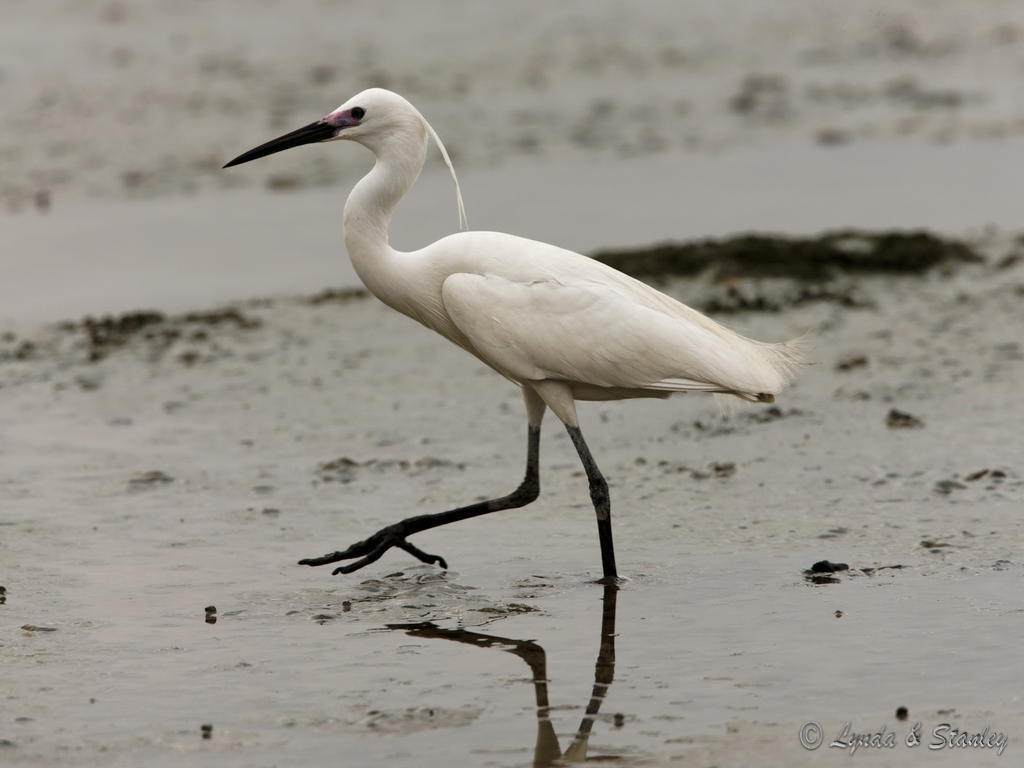 小白鷺 Little Egret