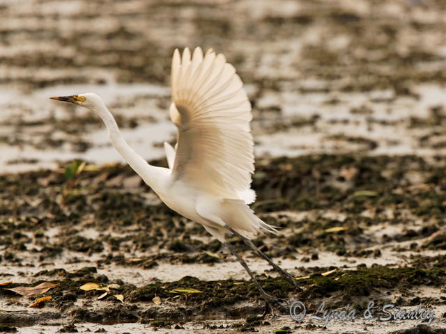 中白鷺 Intermediate Egret