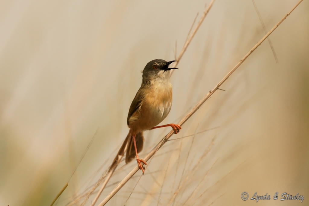 灰頭鷦鶯 Yellow-bellied Prinia