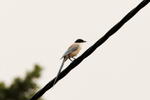 灰喜鵲 Asian Azure-Winged Magpie