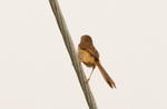 棕扇尾鶯 Zitting Cisticola