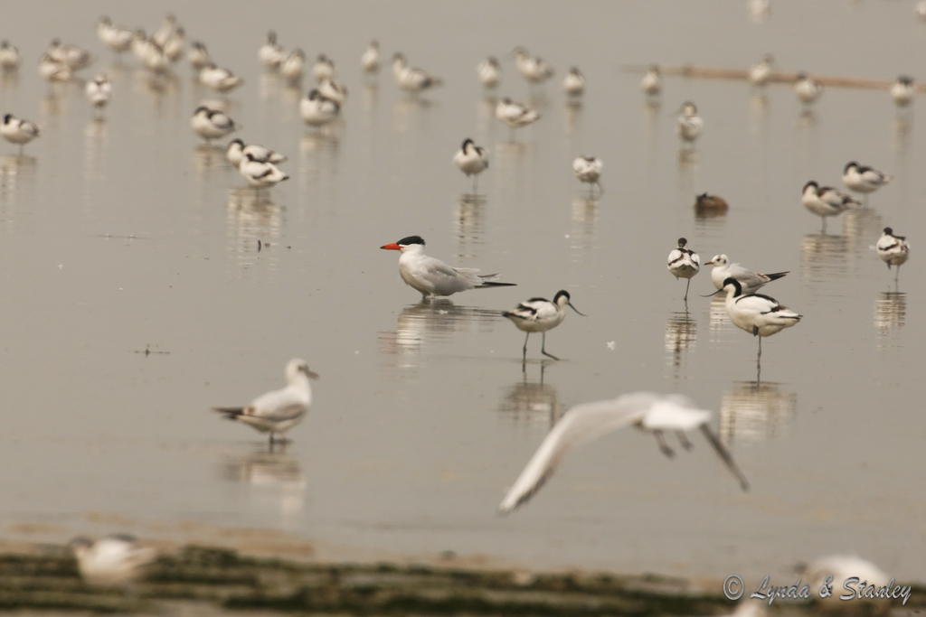 紅咀巨鷗 Caspian Tern