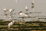 紅咀巨鷗 Caspian Tern