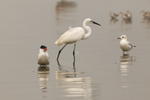 紅咀巨鷗 Caspian Tern / 大白鷺 Great Egret / 海鷗 Mew Gull