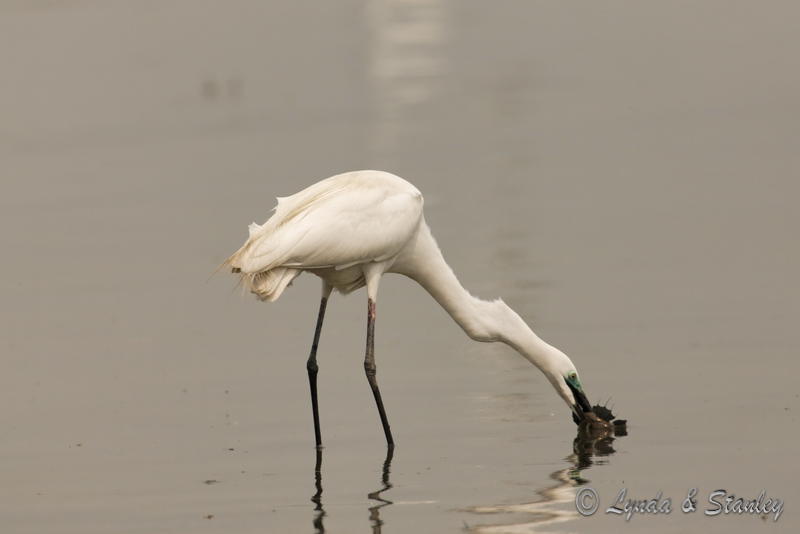 大白鷺 Great Egret