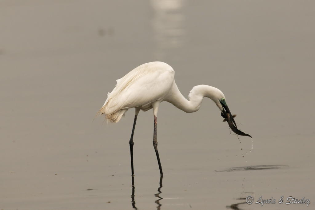 大白鷺 Great Egret