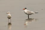 海鷗 Mew Gull / 紅咀巨鷗 Caspian Tern