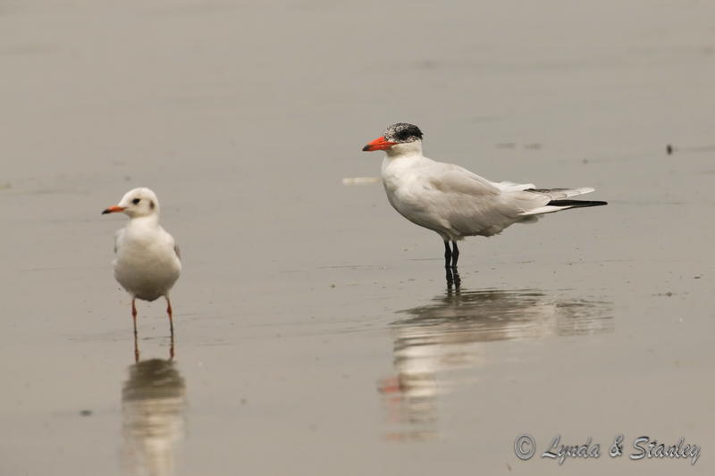 海鷗 Mew Gull / 紅咀巨鷗 Caspian Tern