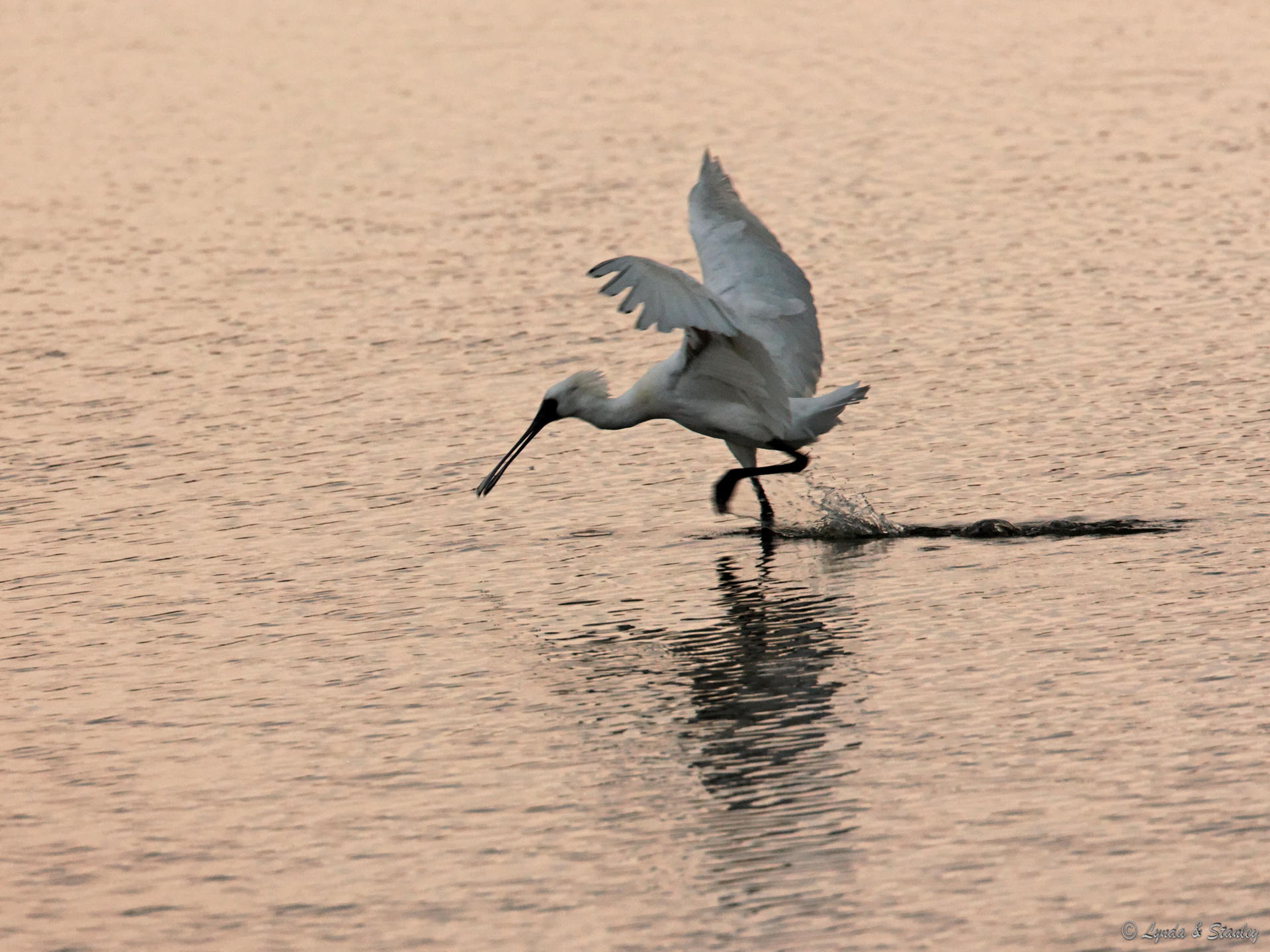 黑臉琵鷺 Black-faced Spoonbill