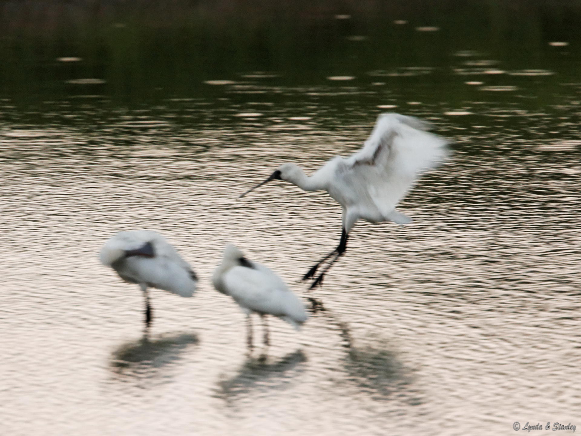 黑臉琵鷺 Black-faced Spoonbill