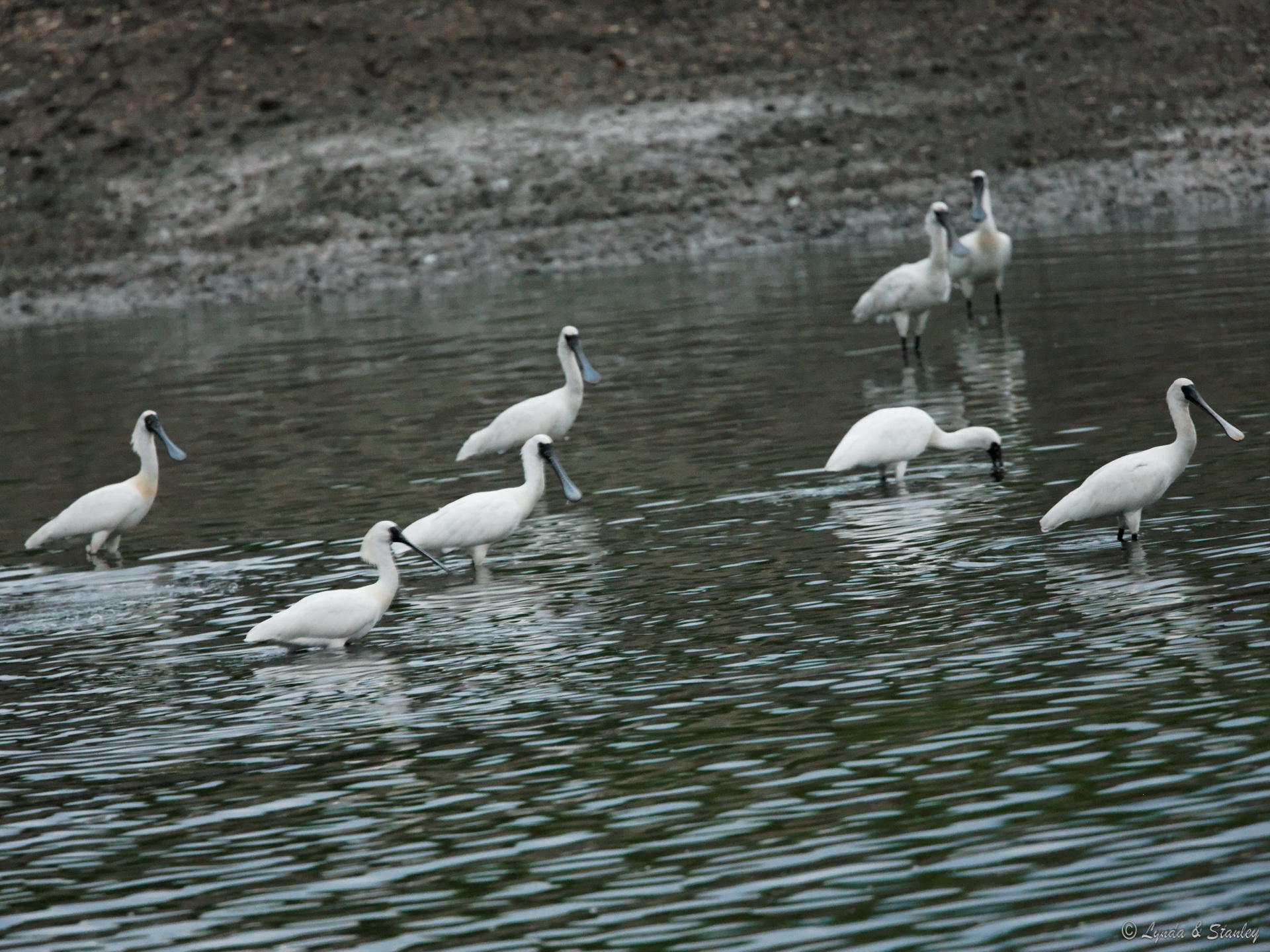 黑臉琵鷺 Black-faced Spoonbill