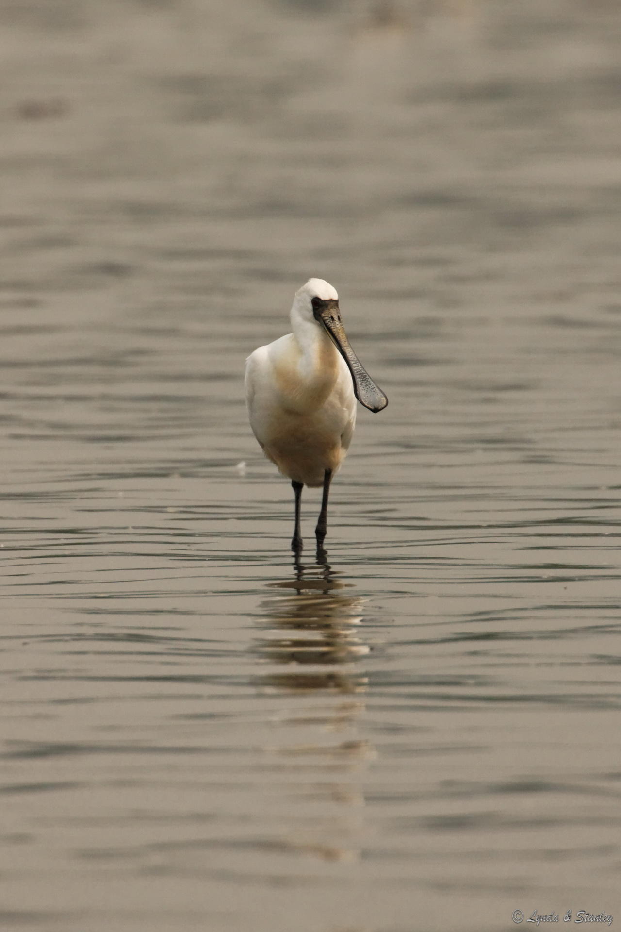 黑臉琵鷺 Black-faced Spoonbill