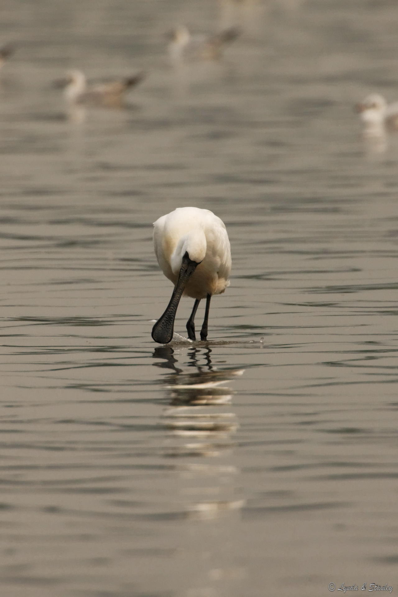 黑臉琵鷺 Black-faced Spoonbill