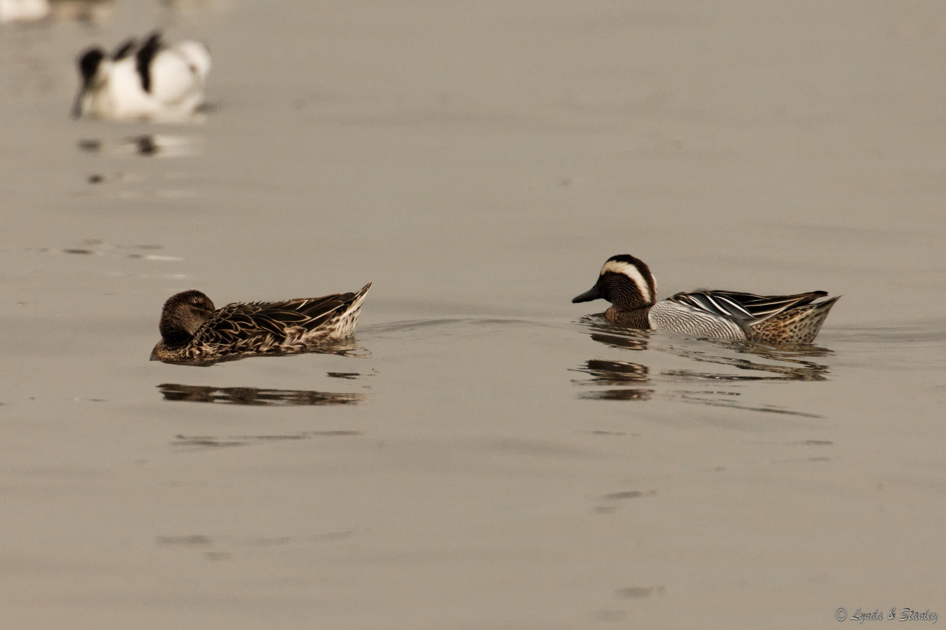 白眉鴨 Garganey