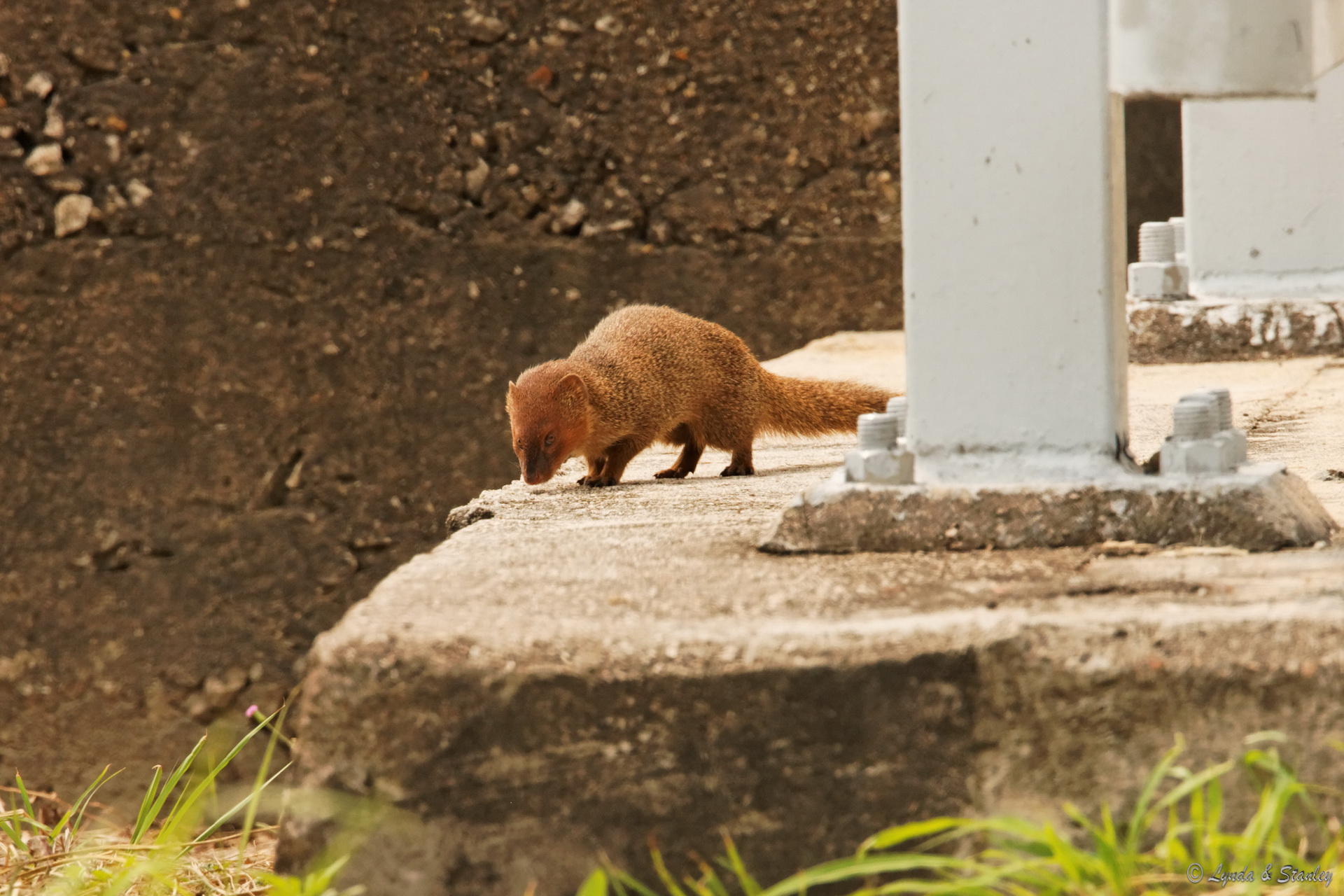 紅頰獴 Small Asian Mongoose