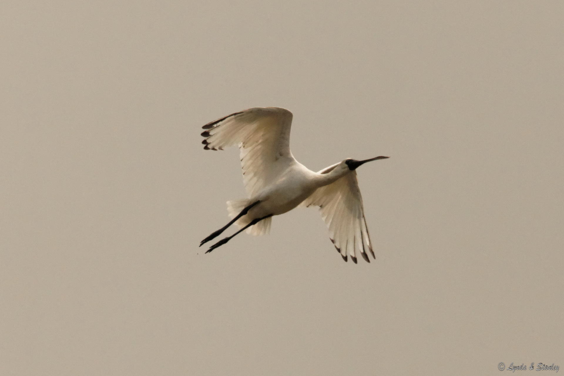 黑臉琵鷺 Black-faced Spoonbill