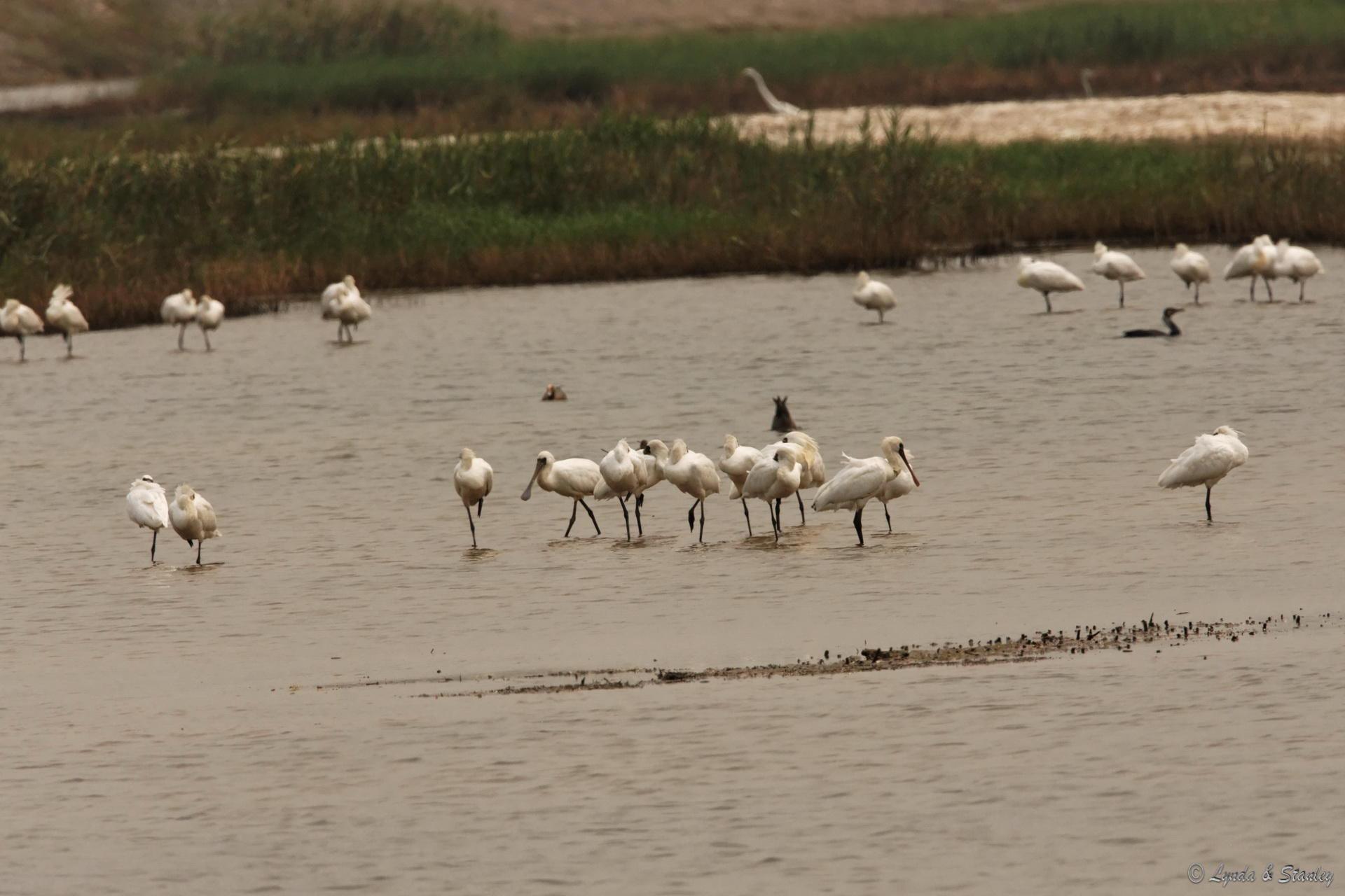 黑臉琵鷺 Black-faced Spoonbill