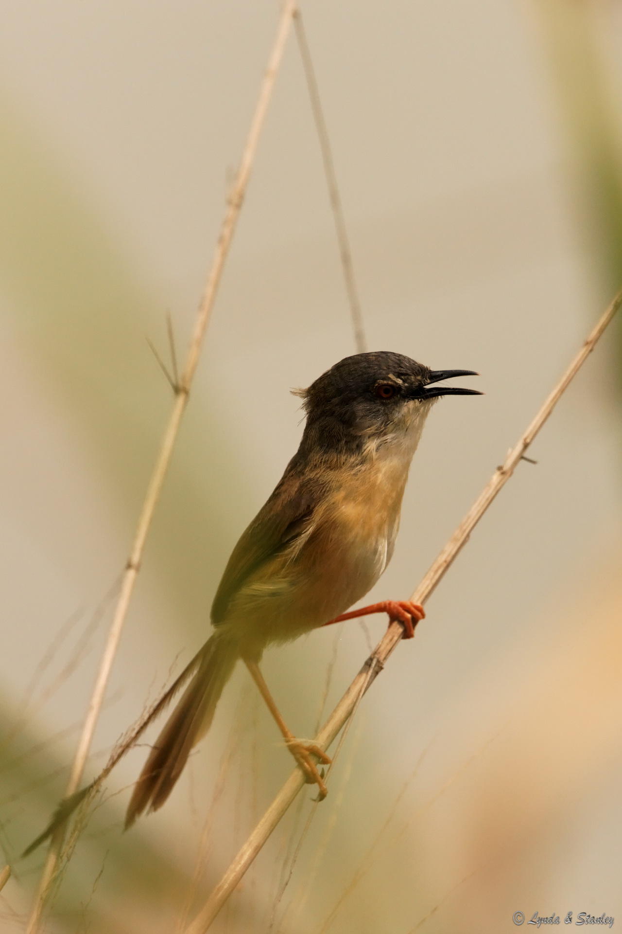 灰頭鷦鶯 Yellow-bellied Prinia