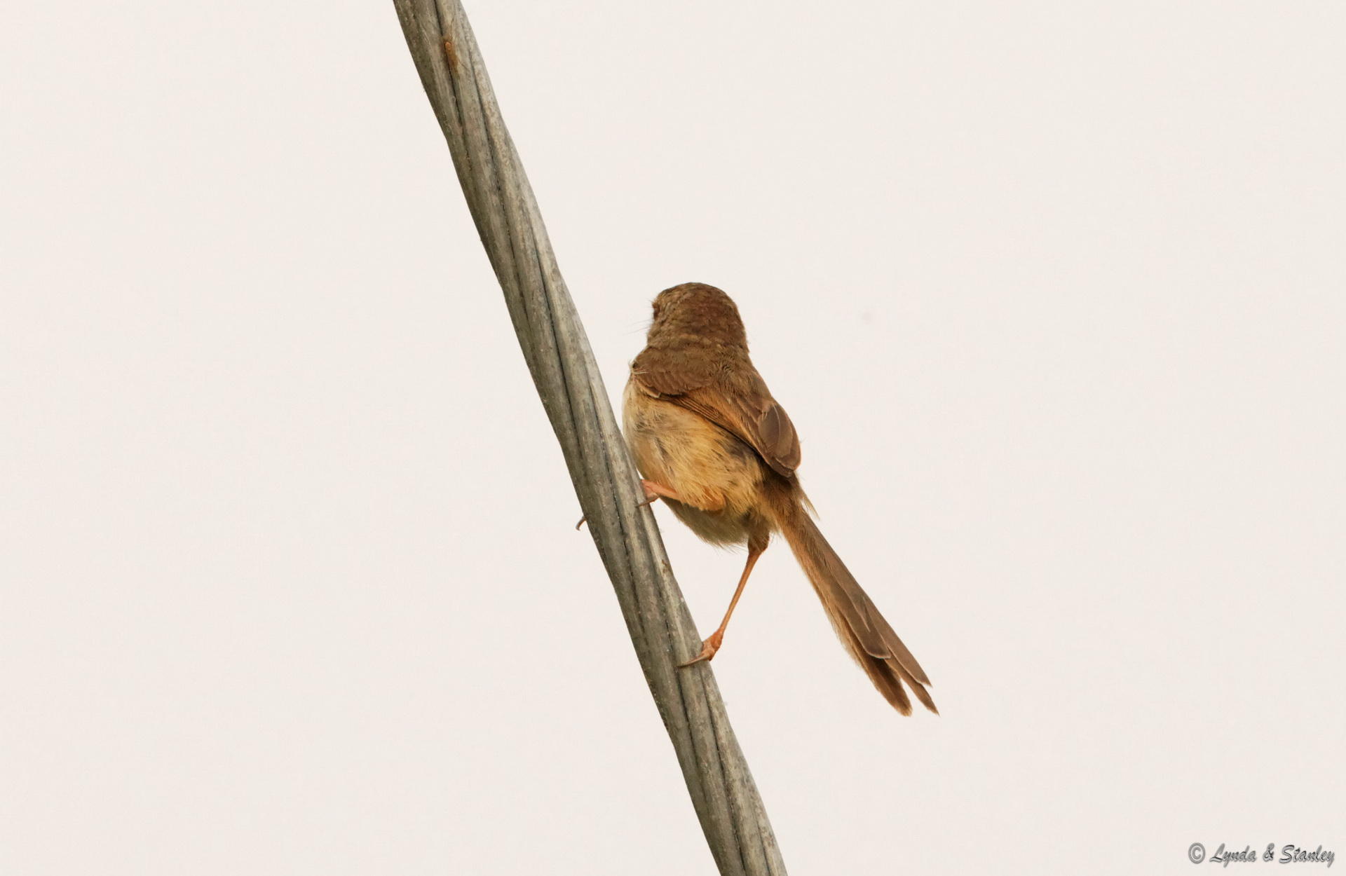 棕扇尾鶯 Zitting Cisticola