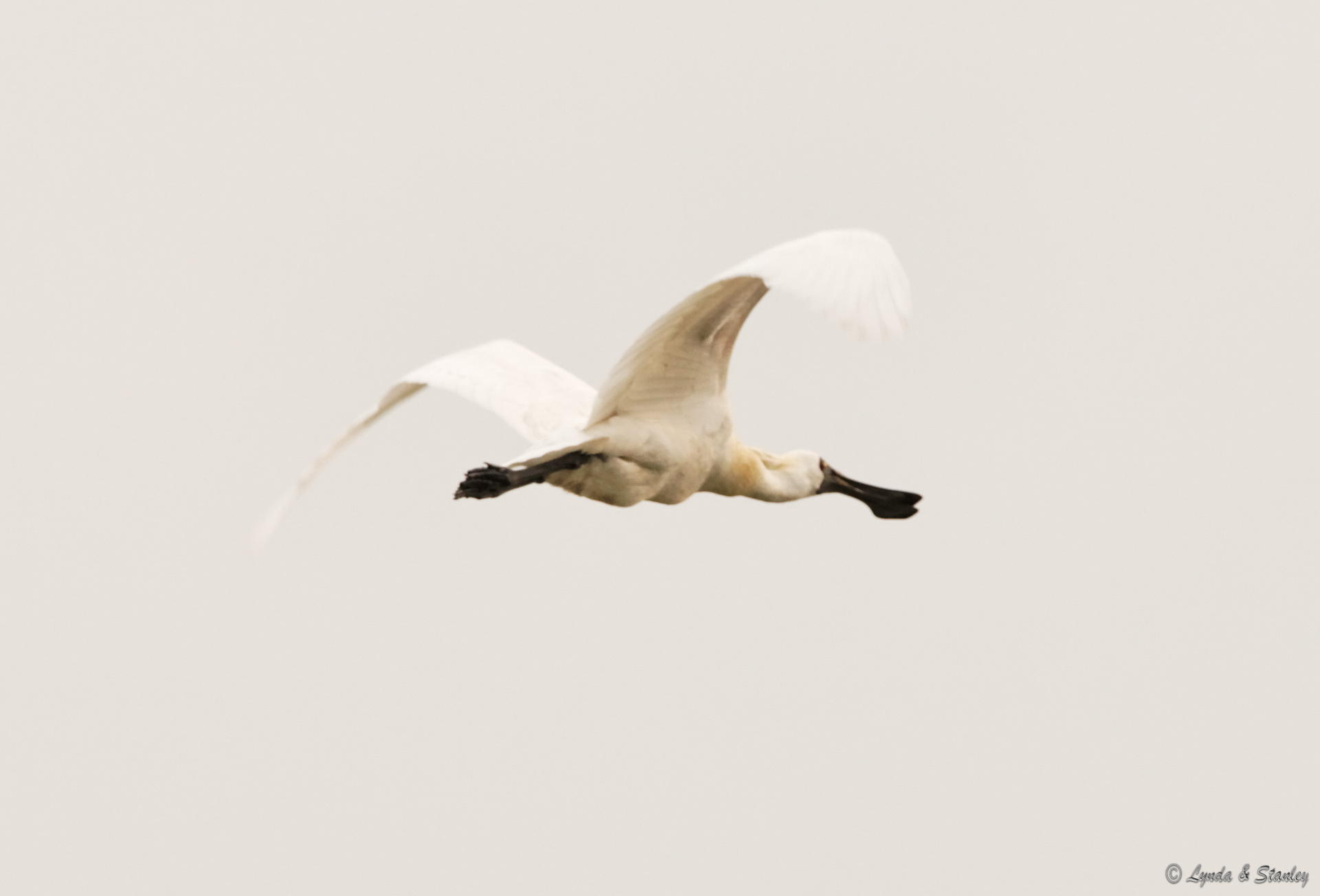 黑臉琵鷺 Black-faced Spoonbill