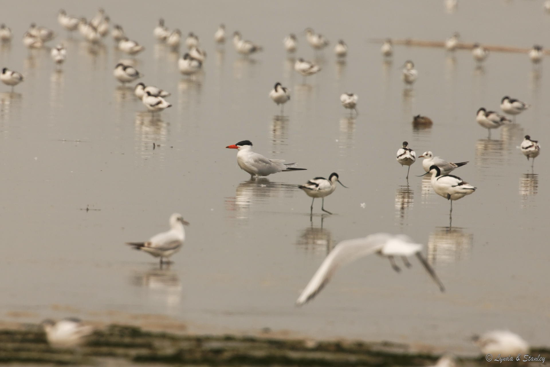 紅咀巨鷗 Caspian Tern
