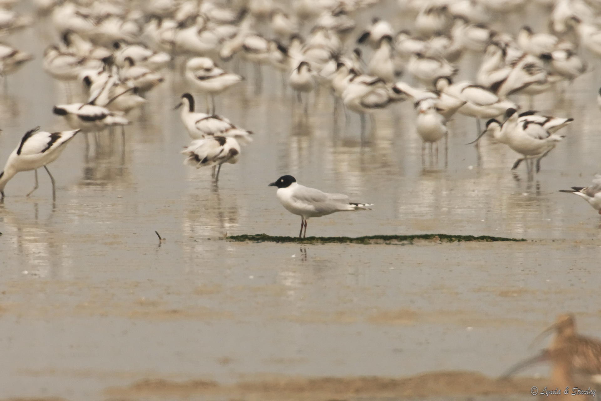 黑咀鷗 Saunder's Gull