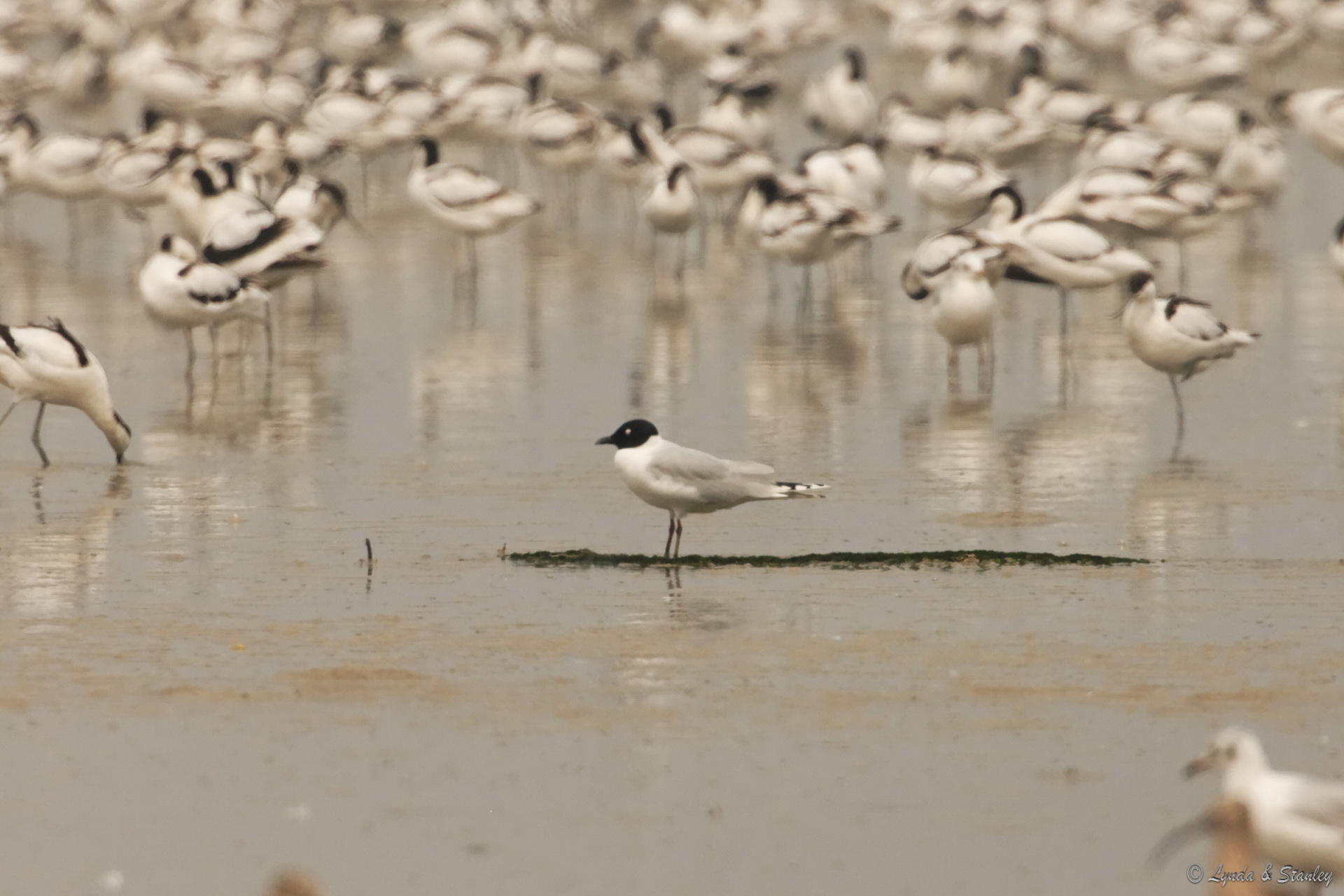 黑咀鷗 Saunder's Gull