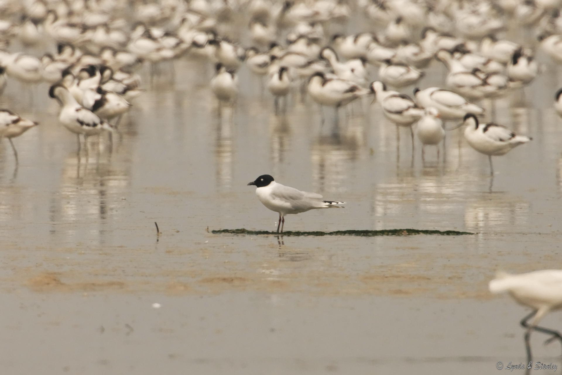 黑咀鷗 Saunder's Gull